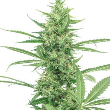 Насіння конопель Power Plant Feminised